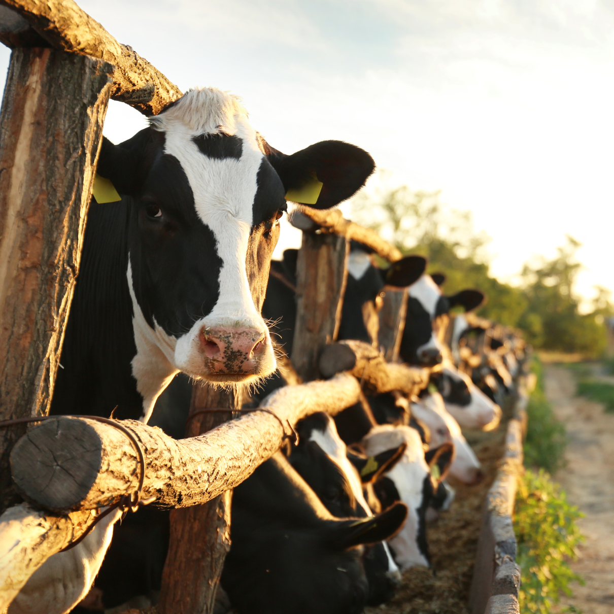 Livestock Loans